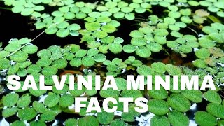 Salvinia Minima Facts  Aquatic Plant  Aquarium Plant  Amazing Aquatic Life  All About Salvinia [upl. by Charron]