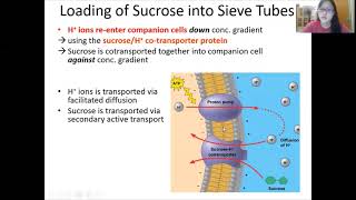 Chap 7 Part 2  Translocation  Cambridge ALevel 9700 Biology [upl. by Jacoby]