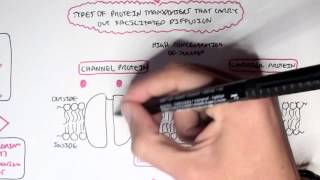 Passive Diffusion  Simple and Facilitated [upl. by Brunell]