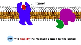 Receptors Signal Transduction and Phosphorylation Cascade [upl. by Erdnael]