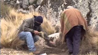 Pilleurs de trésors trafique et réseau  Documentaire choc [upl. by Thapa]