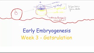 Week 3 Part 1 Gastrulation  Medical Embryology [upl. by Enyak346]