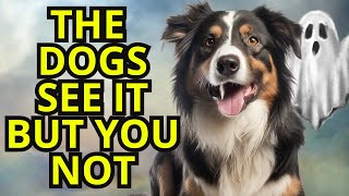 21 things your dog can see and hear but you CANNOT  The spirituality of animals [upl. by Repsac]