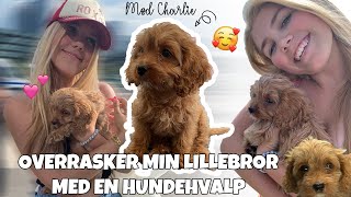 OVERRASKER MIN LILLEBROR MED EN HUNDEHVALP [upl. by Eelahc]