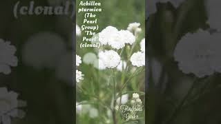 Achillea ptarmica The Pearl Group The Pearl clonal [upl. by Tony]