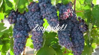 Pinot Noir Merlot Cabernet Sauvignon Shiraz Syrah Zinfandel Red Wine Overview [upl. by Elagiba]