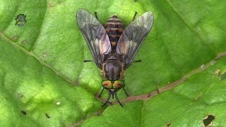 DIPTERE  Chrysops relictus  Tabanidae  BRUITX [upl. by Amund660]