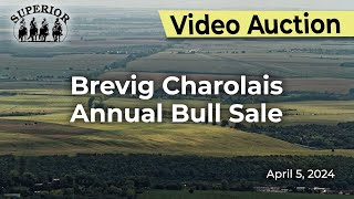 Brevig Charolais Annual Bull Sale [upl. by Drusus]