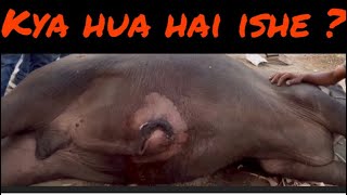 Umbilical hernia l Treatment of hernia l Dr Umar Khan [upl. by Reilamag578]