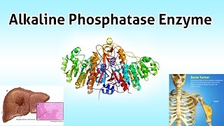 Alkaline Phosphatase Enzyme  Clear Over View [upl. by Alian]