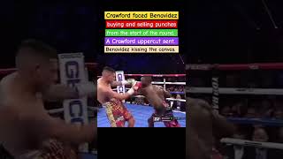 Crawford VS BenavidezA Crawford uppercut sent Benavidez kissing the canvasBA Sportee8wfboxing [upl. by Barron]