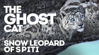 The Ghost Cat of Spiti Valley [upl. by Sorilda]