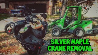 Silver Maple Crane Removal [upl. by Eeima]