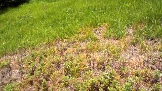 Mugwort weed control [upl. by Yanel]