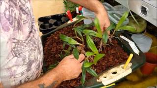 Re potting and dividing a Bulbophyllum orchid [upl. by Judus]