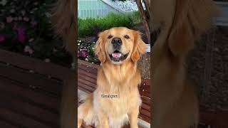 Dog smiles on cue goldenretriever dog [upl. by Treiber]