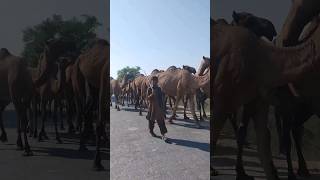 An army of Camels  Oonton ki sena shorts youtubeshorts camel trending [upl. by Loux]