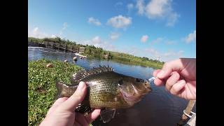 Unbelievable Catch 3 Fish in 30 Min Lake Washington Dam [upl. by Allesig]