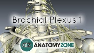 Brachial Plexus  Branches  3D Anatomy Tutorial [upl. by Kauffmann]