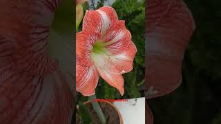 Floración de Hippeastrum [upl. by Nika]