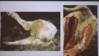 Clostridium Chauvoei and Blackleg Disease 2018 [upl. by Einnoj581]