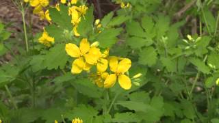 Chelidonium majus  Schöllkraut Greater Celandine Tetterwort [upl. by Leiuqeze967]