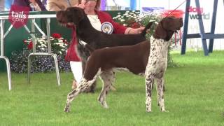 Windsor Dog Show 2016  Gundog group [upl. by Atekihc860]