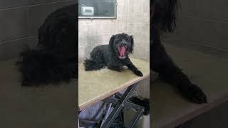 Schnoodle SchnauzerPoodle dog breed before amp after transformation video dog grooming [upl. by Niffirg]