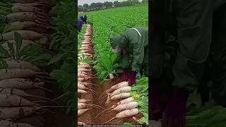 जापान में मूली की अनोखी खेती 🤯 radish harvesting [upl. by Nahtad960]