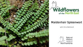 Maidenhair Spleenwort [upl. by Belva]