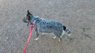 Blue heeler dog aggression human aggression first day [upl. by Durarte]