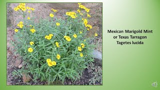 Mexican Marigold Mint Texas Tarragon Tagetes lucida [upl. by Ijuy158]