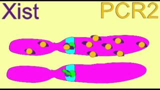 X chromosome Inactivation simplified [upl. by Marguerita]