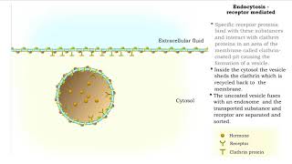 Endocytosis  pinocytosis receptor mediated and Transcytosis [upl. by Bauer]