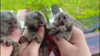 The cutest creatures  Marmoset Monkey [upl. by Ollie]