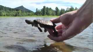 Western Pond Turtle Conservation [upl. by Turk]