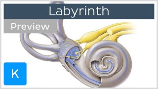 Labyrinth Structure and inner ear function preview  Human Anatomy  Kenhub [upl. by Nnadroj]