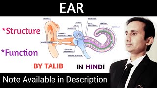 Ear Anatomy And Physiology in hindi  structure  function  Location  Sense Organs [upl. by Osmond]