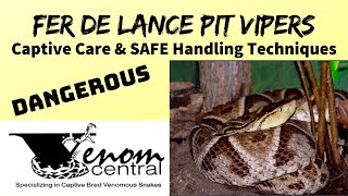 DEADLY FerdeLance  SAFE handling venomous snakes [upl. by Castor14]