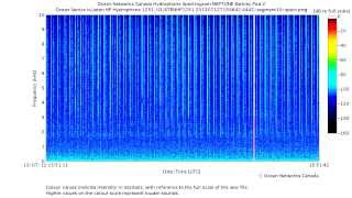 Sperm Whales Echolocating [upl. by Sirad87]