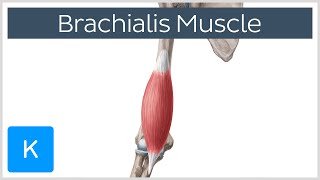 Brachialis Muscle Anatomy Overview  Human Anatomy  Kenhub [upl. by Lulu534]