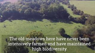 Fulbourn Fen Nature Reserve Drone Aerial Tour [upl. by Arraeis]