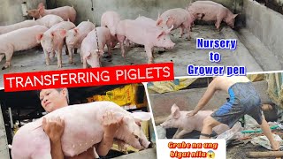 Transferring Piglets from Nursery to Grower Pen l Sobrang bigat na nila klaritafarmFarming [upl. by Perretta]