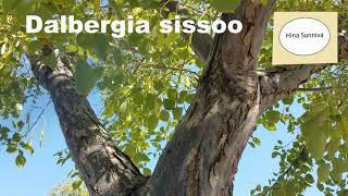 Dalbergia sissoo India Rosewood Sheesham tree [upl. by Attenehs95]