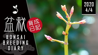 【ほぼ日盆栽育成日記 44】Bonsai diary 初心者 bonsai trees for beginners tree ヒーリング healing リラックス Relax ミニ盆栽 作り方 [upl. by Kynthia191]