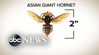 ‘Murder Hornets’ spotted in US [upl. by Nagar]