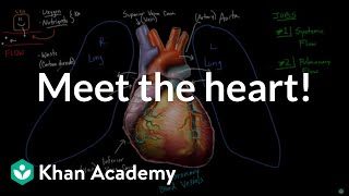 Meet the heart  Circulatory system physiology  NCLEXRN  Khan Academy [upl. by Lisk526]