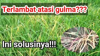 Uji coba Herbisida RUMPAS untuk gulma gagajahan pada tanaman padi [upl. by Yziar]