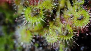 Time Lapse Sundew Rotundifolia [upl. by Arekahs]