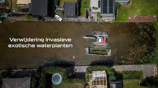 Onderhoud watergangen en verwijdering invasieve exotische waterplaten [upl. by Triley934]